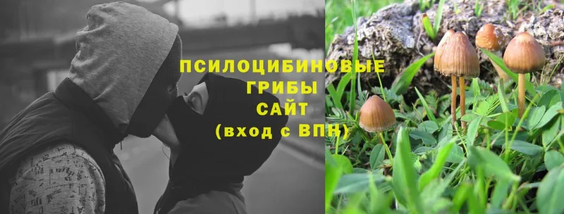 Псилоцибиновые грибы Magic Shrooms  Ялуторовск 